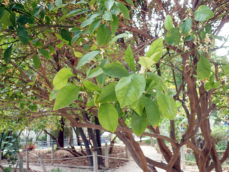 Fortunella japonica #77027