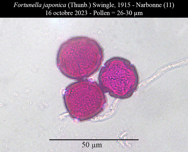 Fortunella japonica #77031