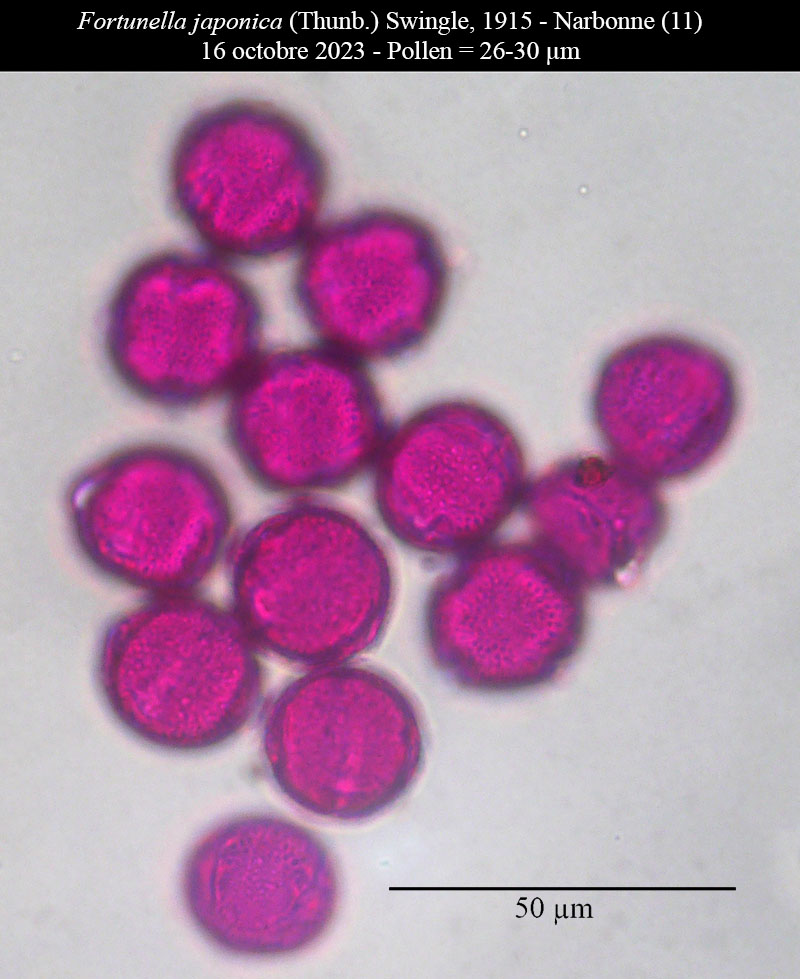 Fortunella japonica #77032