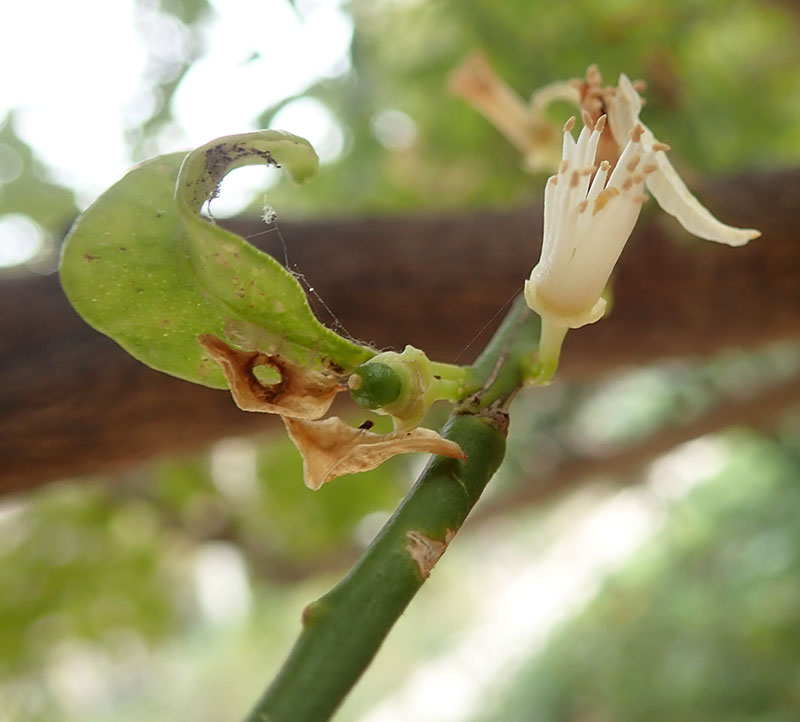 Fortunella japonica #77028