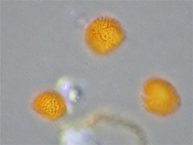 Fossombronia wondraczekii (Corda) Dumort. ex Lindb. #65260