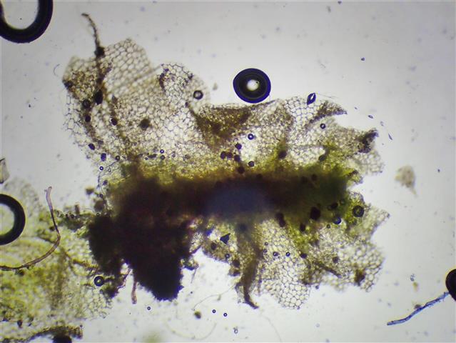 Fossombronia wondraczekii (Corda) Dumort. ex Lindb. #65257