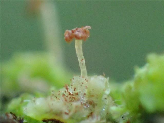Fossombronia wondraczekii (Corda) Dumort. ex Lindb. #65259