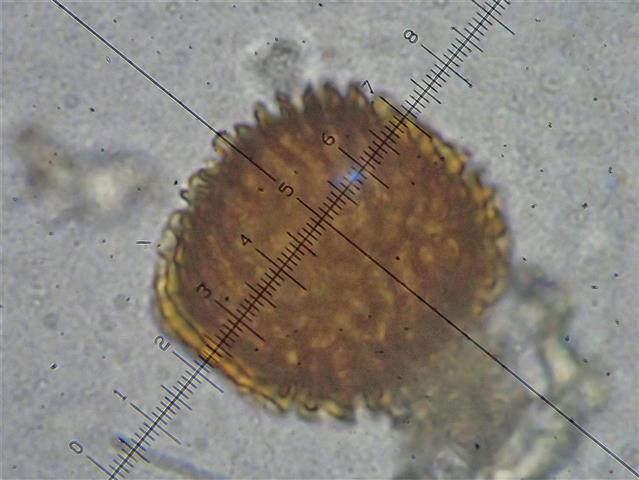 Fossombronia wondraczekii (Corda) Dumort. ex Lindb. #65262