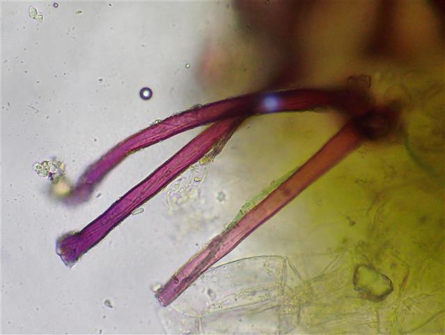Fossombronia wondraczekii (Corda) Dumort. ex Lindb. #65258