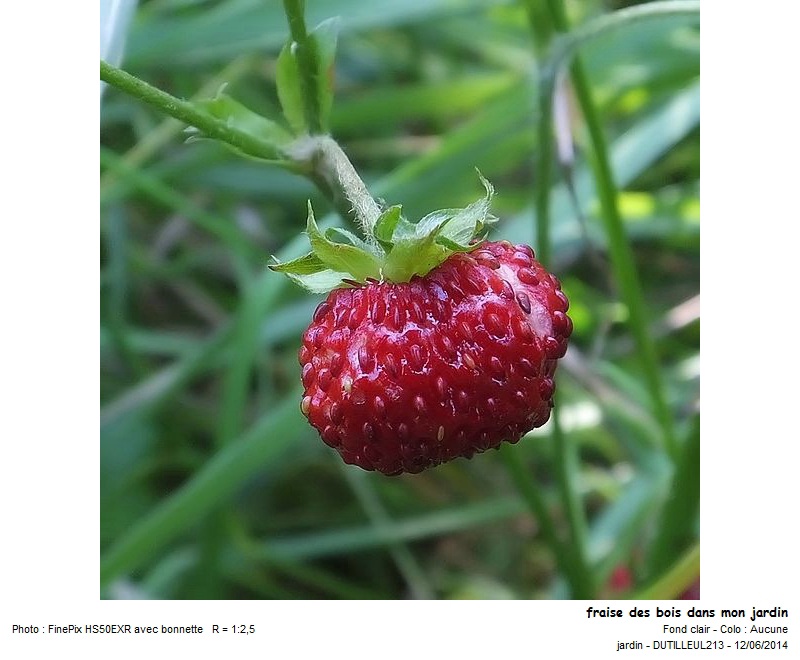 Fragaria Vesca - Fraisier des bois #38209