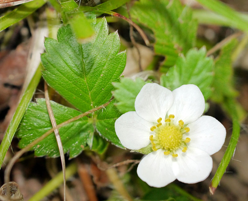 Fragaria vesca #60150