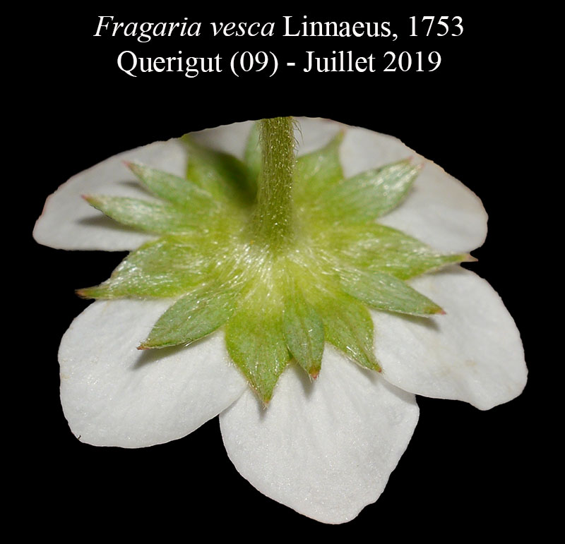 Fragaria vesca #60154