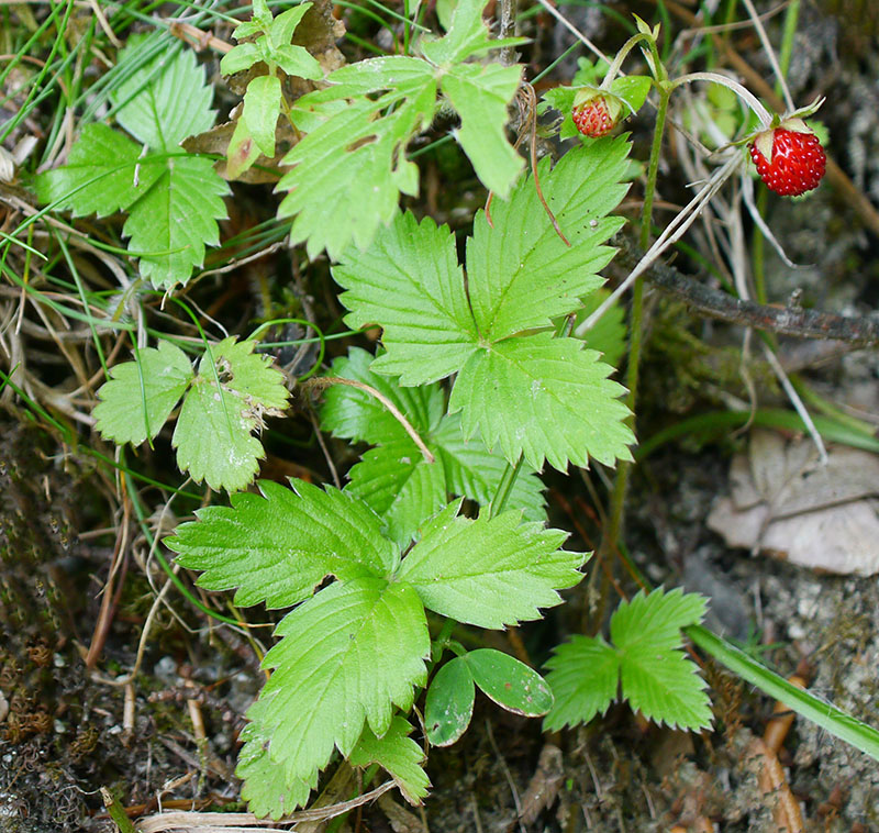 Fragaria vesca #60151
