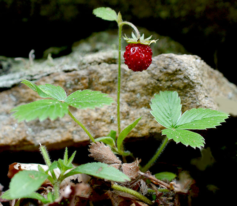 Fragaria vesca #60152