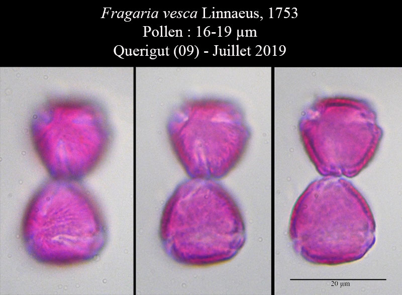 Fragaria vesca #60156
