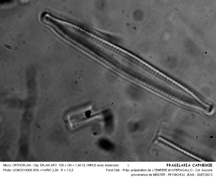FRAGILARIA CAPNEMIE #32950