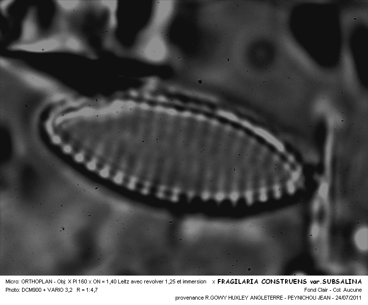 FRAGILARIA CONSTRUENS var. SUBSALINA #32069