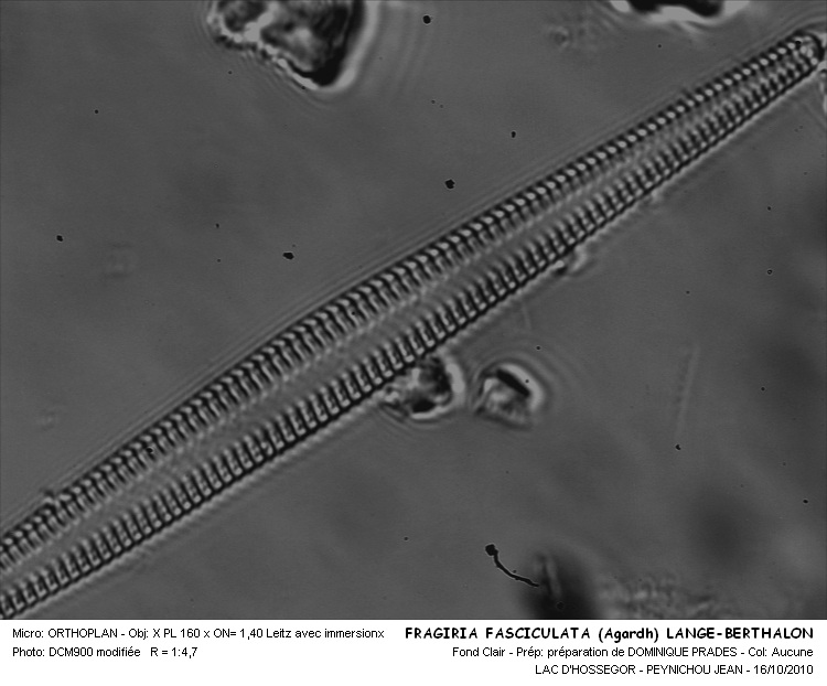 Fragilaria fasciculata (C.Agardh) Lange-Bertalot #18576