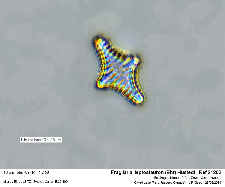 Fragilaria leptostauron (Ehr) Hustedt #23067