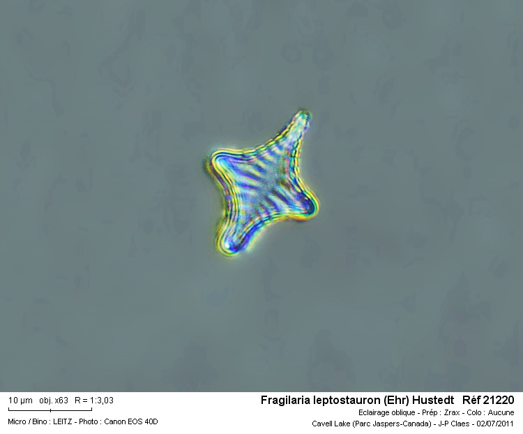 Fragilaria leptostauron (Ehr) Hustedt #23069