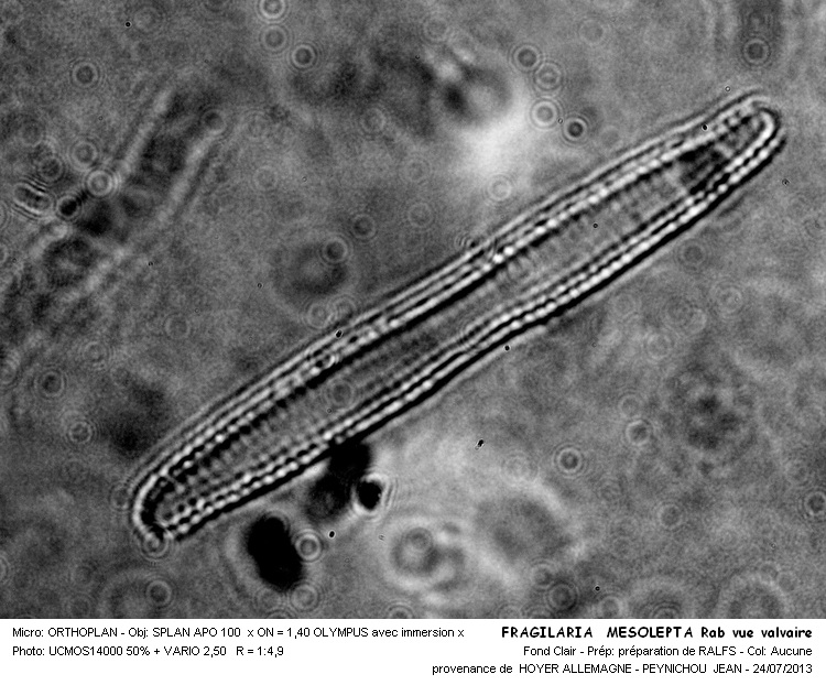 FRAGILARIA MESOLEPTA Rab. #32877
