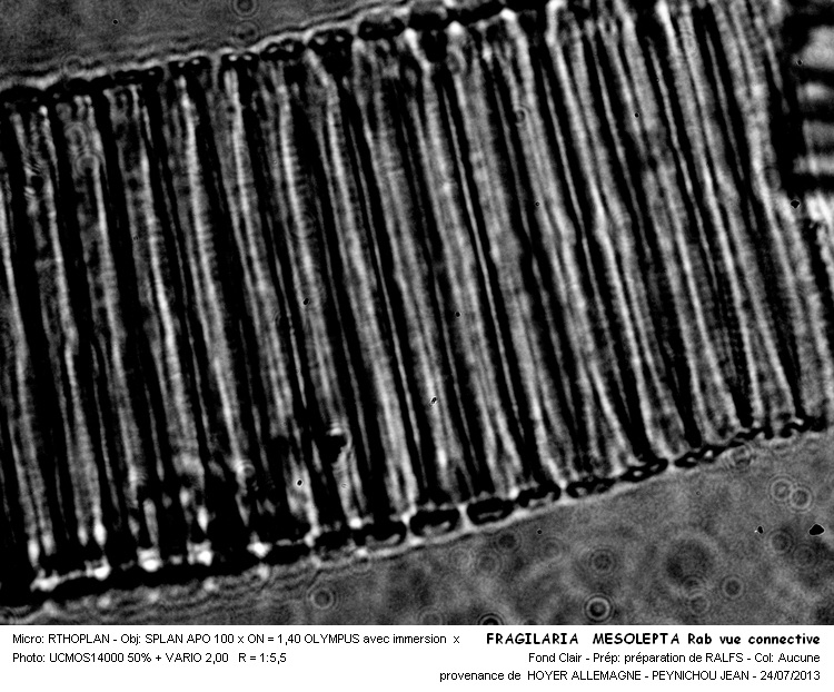 FRAGILARIA MESOLEPTA Rab. #32878