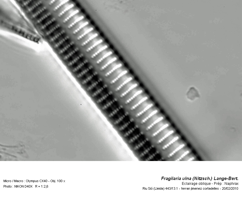 Fragilaria ulna (Nitzsch.) Lange-Bert. #14749