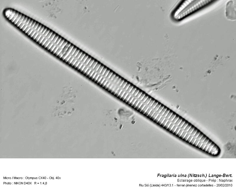 Fragilaria ulna (Nitzsch.) Lange-Bert. #14747