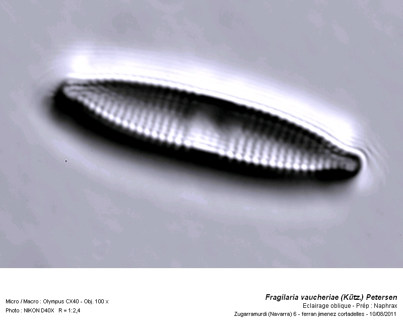 Fragilaria vaucheriae (Kützing) Petersen #25815