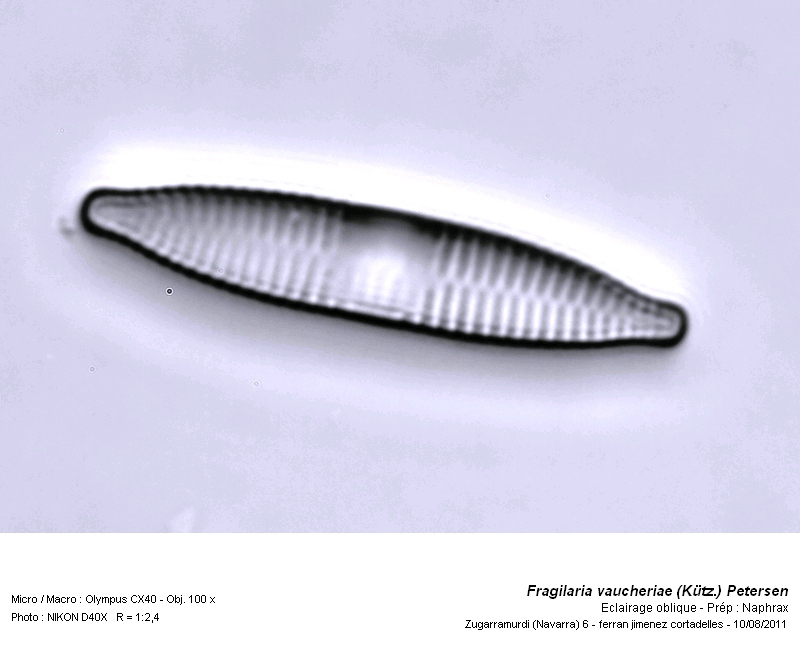 Fragilaria vaucheriae (Kützing) Petersen #25813