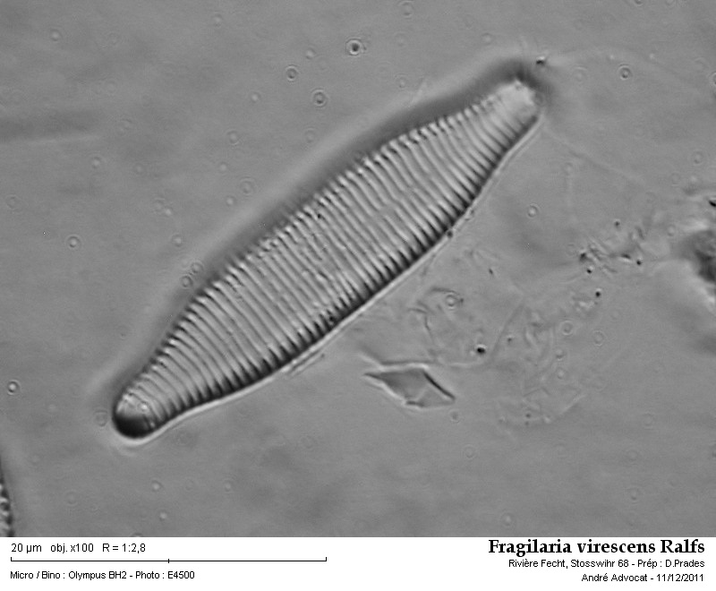 Fragilaria virescens Ralfs #25139