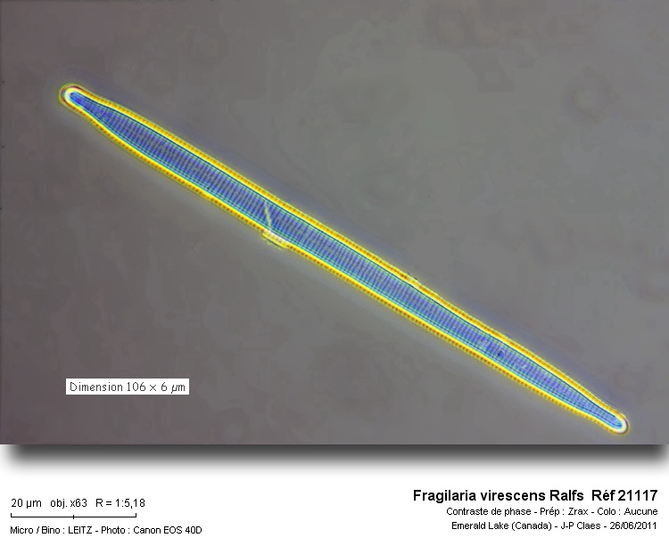 Fragilaria virescens Ralfs #23050