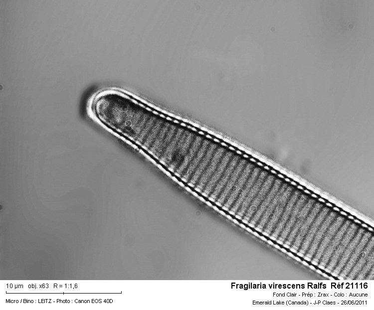Fragilaria virescens Ralfs #23051