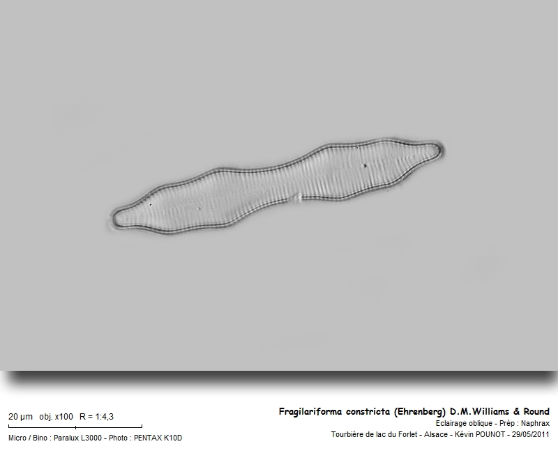 Fragilariforma constricta (Ehrenberg) D.M.Williams & Round #22502
