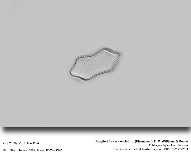 Fragilariforma constricta (Ehrenberg) D.M.Williams & Round #22500