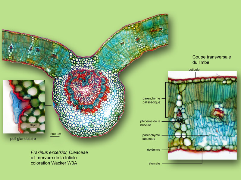 Fraxinus excelsior, histologie, histology. #24274