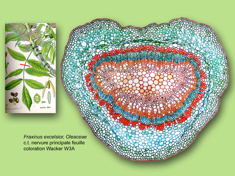 Fraxinus excelsior, histologie, histology. #24273
