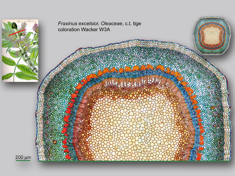 Fraxinus excelsior, histologie, histology. #24271