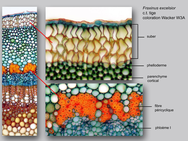 Fraxinus excelsior, histologie, histology. #24272