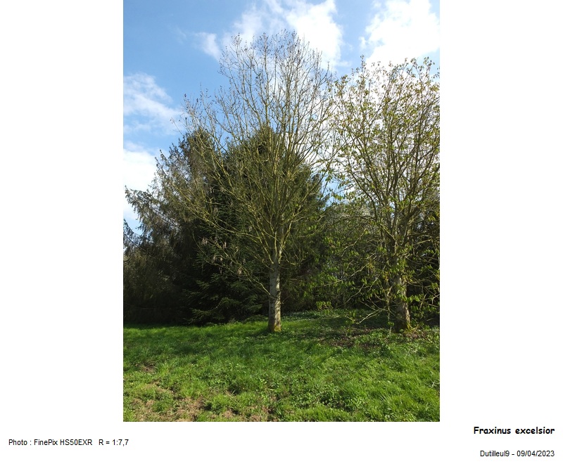 Fraxinus excelsior - Frêne #74145