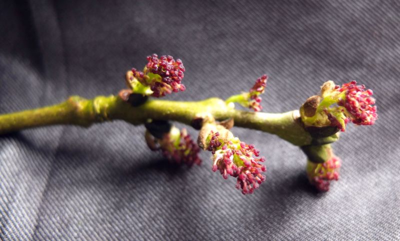 Fraxinus excelsior- Frêne Pollen #74152