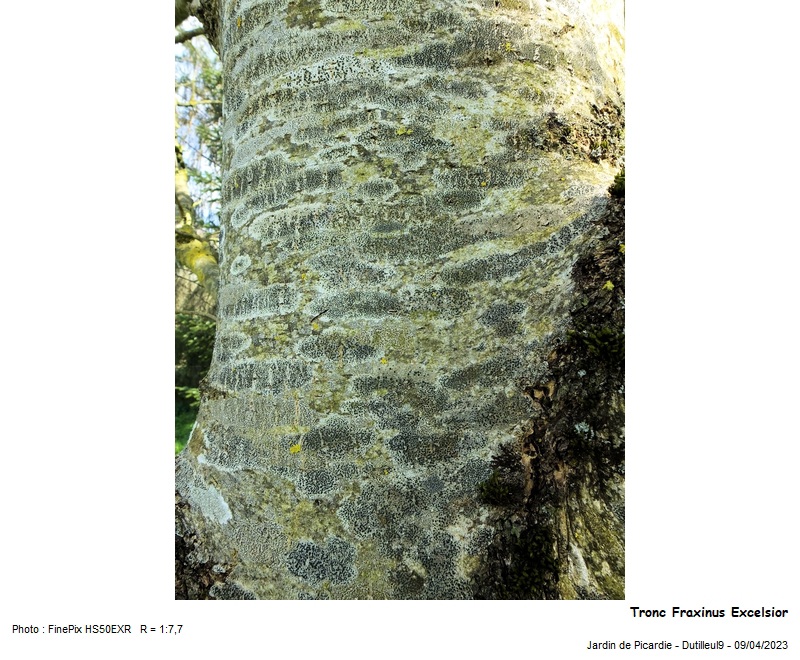 Fraxinus excelsior - Frêne #74147