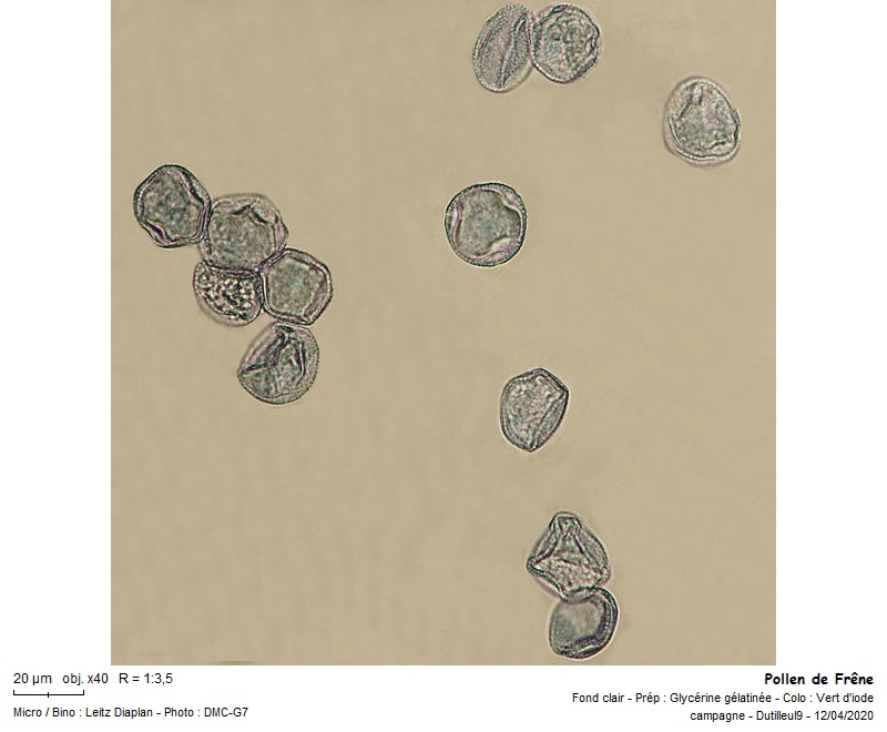 Fraxinus excelsior- Frêne Pollen #62988