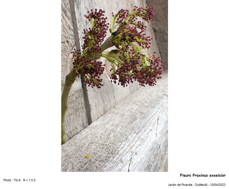 Fraxinus excelsior - Frêne #74167