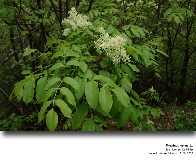 Fraxinus ornus L. #74433