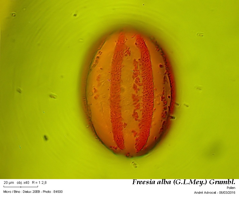 Freesia cf. alba (G.L.Mey.) Grumbl. #44060