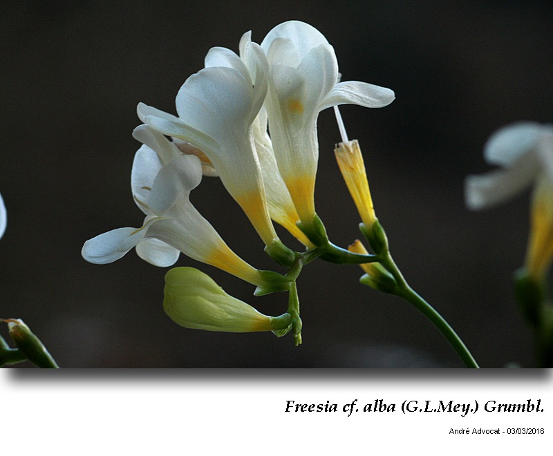 Freesia cf. alba (G.L.Mey.) Grumbl. #44058