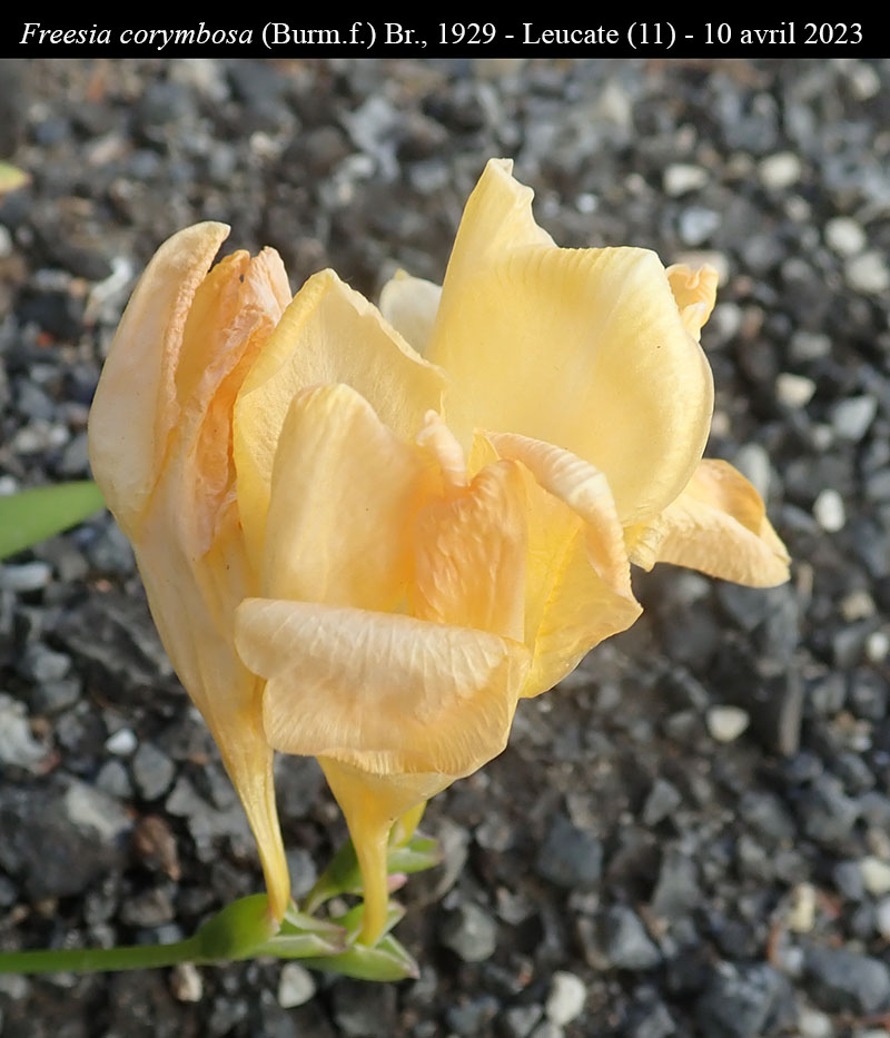 Freesia corymbosa #74294