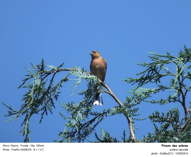 Fringilla coelebs - Pinson des arbres #41432