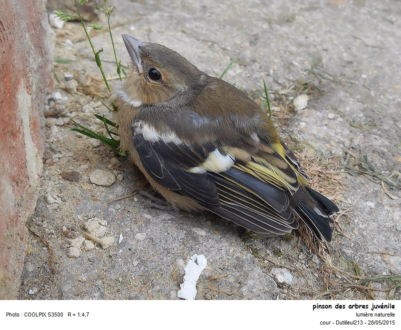 Fringilla coelebs - Pinson des arbres #41433