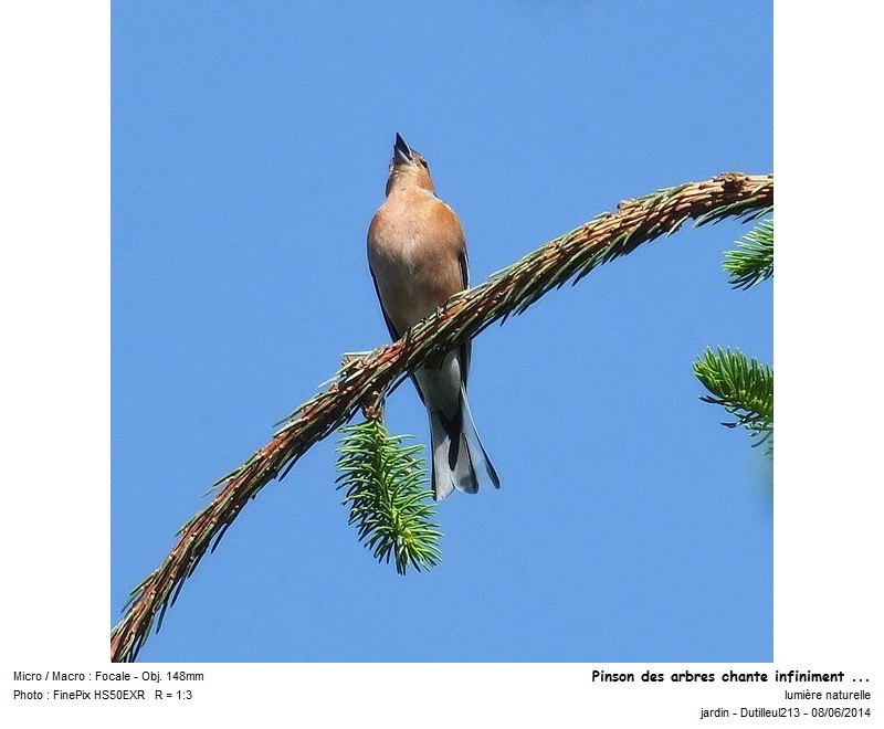 Fringilla coelebs - Pinson des arbres #41430