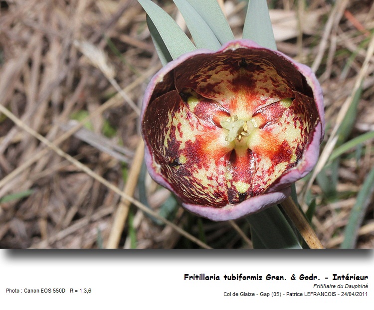 Fritillaire du dauphiné (F.tubaeformis Gren.&Godr.) #22062