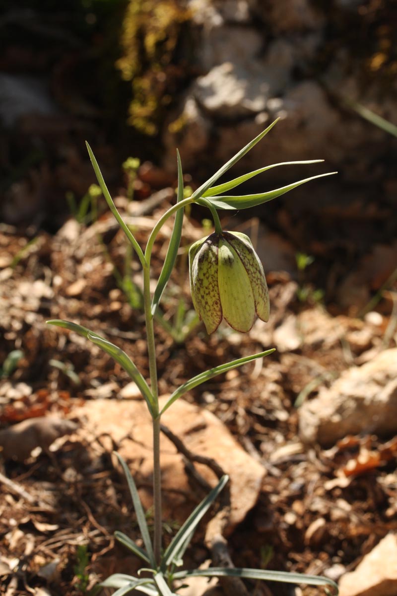 Fritillaria involucrata All. #44990