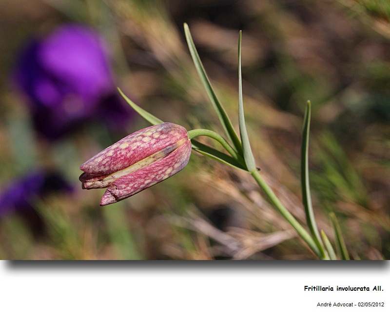 Fritillaria involucrata All. #27736